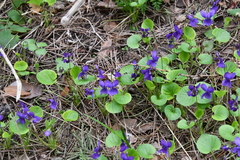 Viola odorata