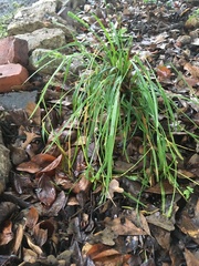 Carex texensis