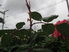 Rosa