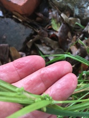 Carex texensis