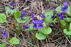 Viola odorata