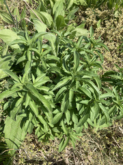 Monarda citriodora