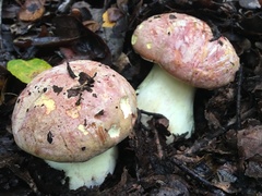 Butyriboletus querciregius
