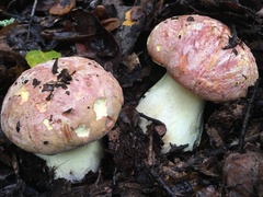 Butyriboletus querciregius