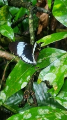 Heliconius cydno