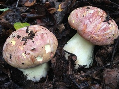 Butyriboletus querciregius