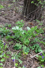 Chelidonium majus
