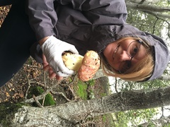 Butyriboletus querciregius