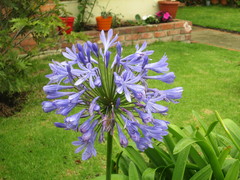 Agapanthus