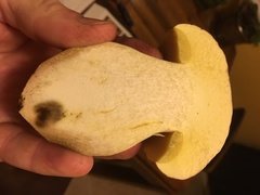 Butyriboletus querciregius