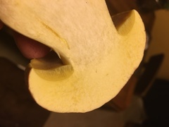 Butyriboletus querciregius