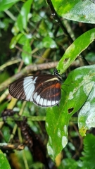 Heliconius cydno