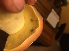 Butyriboletus querciregius