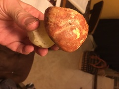 Butyriboletus querciregius