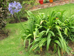 Agapanthus