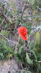 Papaver rhoeas