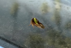 Smilia fasciata