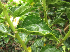 Hibiscus