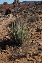 Euphorbia dregeana