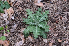 Cirsium vulgare