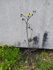 Hieracium maculatum cruentum