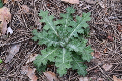 Cirsium vulgare
