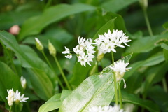 Allium ursinum