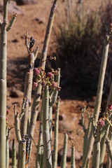 Euphorbia dregeana