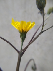 Hieracium maculatum cruentum