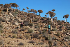 Tylecodon wallichii ecklonianus