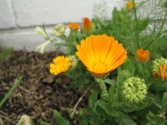 Calendula