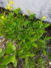 Caryopteris × clandonensis
