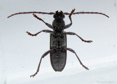 Anelaphus inermis