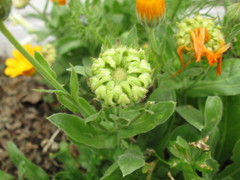 Calendula