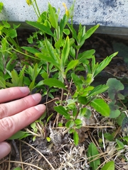 Caryopteris × clandonensis
