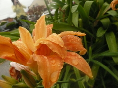 Angiospermae