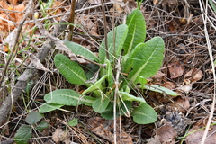 Primula veris