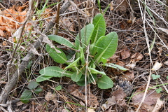 Primula veris