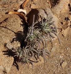 Tylecodon wallichii ecklonianus