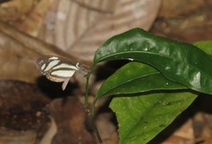 Moschoneura pinthous