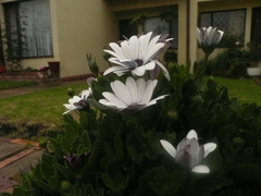 Asteroideae
