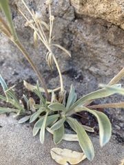 Tetraneuris argentea