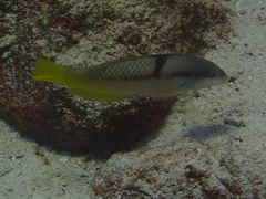 Halichoeres nicholsi