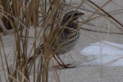 Passerculus sandwichensis princeps