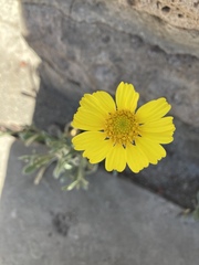 Tetraneuris argentea