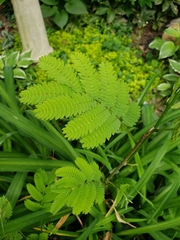 Albizia julibrissin julibrissin