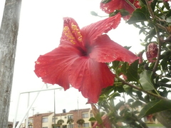 Hibiscus