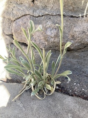 Tetraneuris argentea