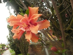 Hibiscus