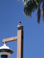 Columba livia